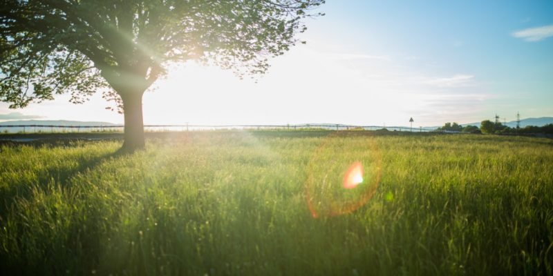 Tree in a field on a sunny day