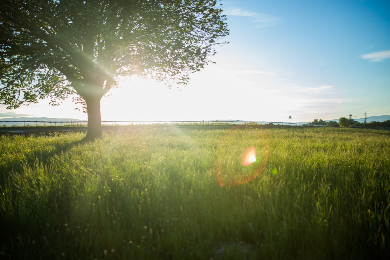 Tree in a field on a sunny day