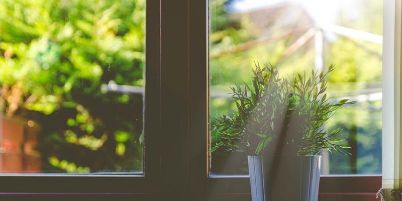 Plant on a window ledge