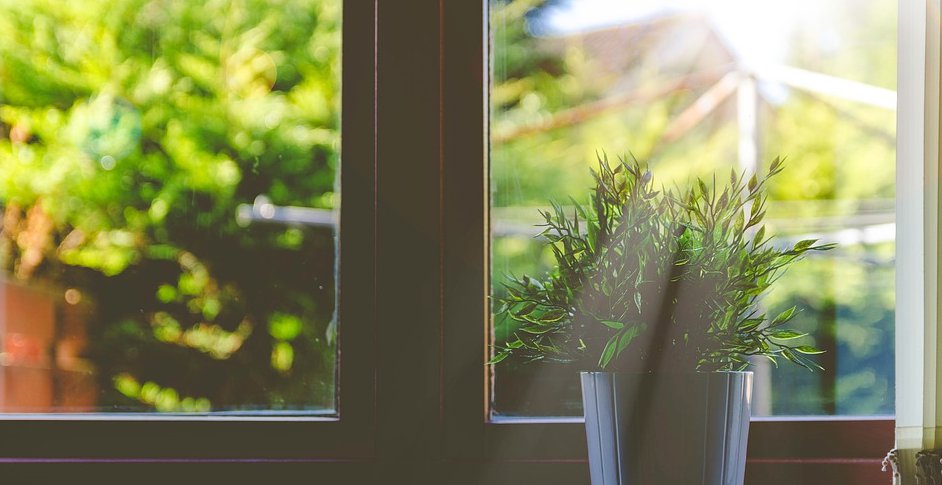 Plant on a window ledge