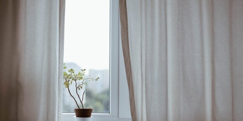 Plant on a window ledge