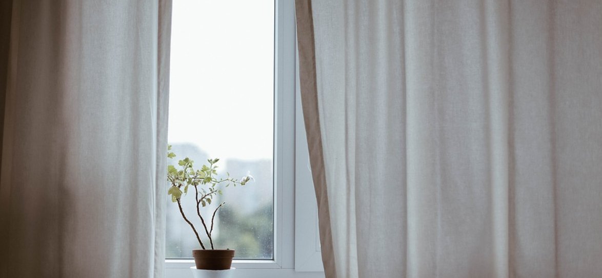 Plant on a window ledge