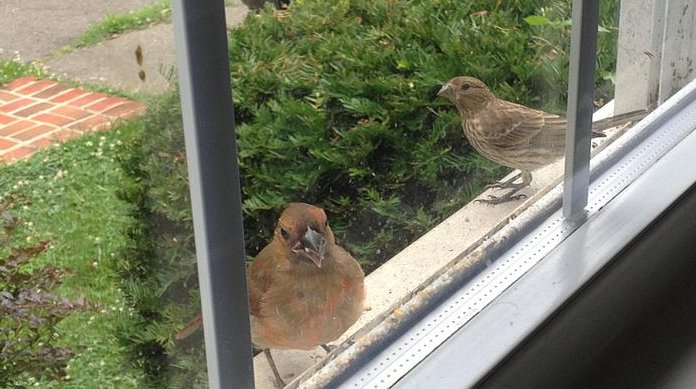 Bird on a window ledge