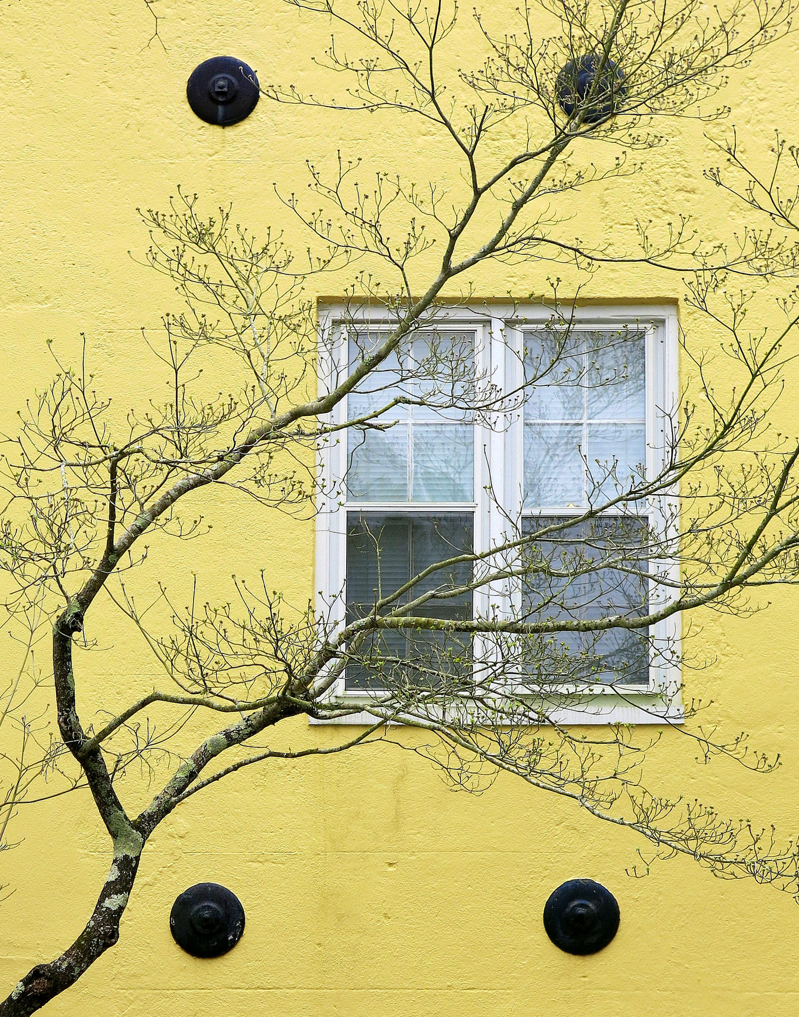 timber sash window