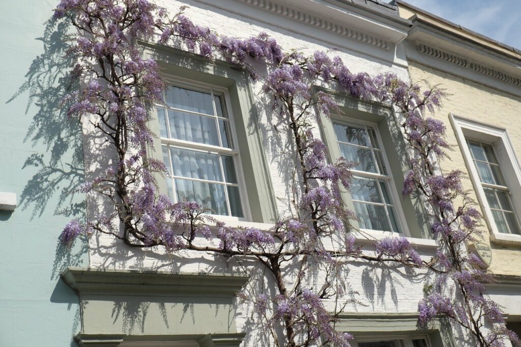 white wooden sash windows with wisteria